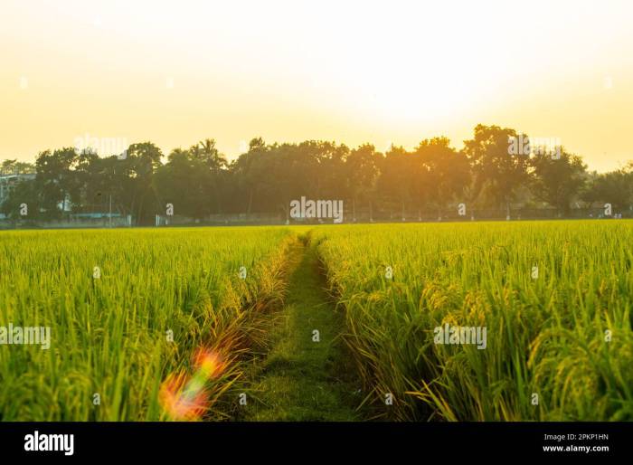 Rice paddy agriculture field crop grass plant plantation agricultural fields cash flower grain cereal germ millet emmer triticale terrestrial malt