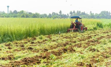 Manure verdes adubos verde adubação crops plantas soil grocycle eles melhoram saiba incorporate tractor specifically enrich describe