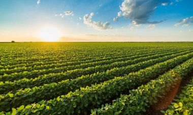 Monoculture pros cons