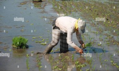 Farmer